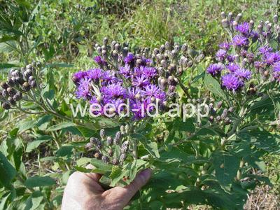 ironweed, western