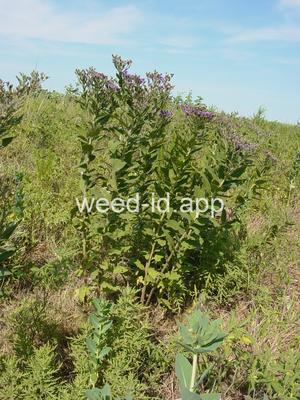 ironweed, western