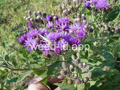 ironweed, western