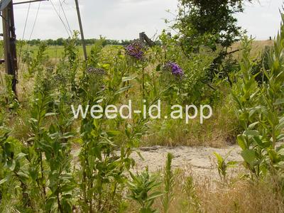 ironweed, western