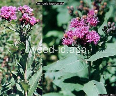 ironweed
