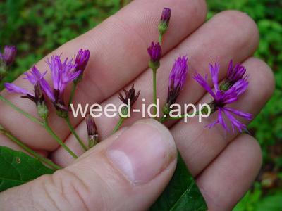 ironweed, tall