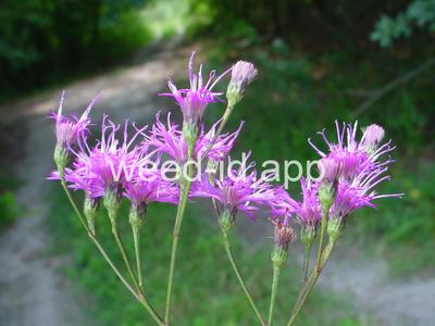 ironweed, tall