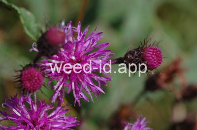 Vernonia noveboracensis