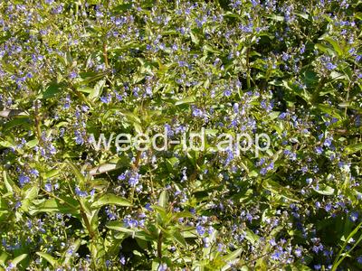 Veronica americana