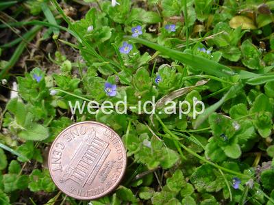 speedwell, corn