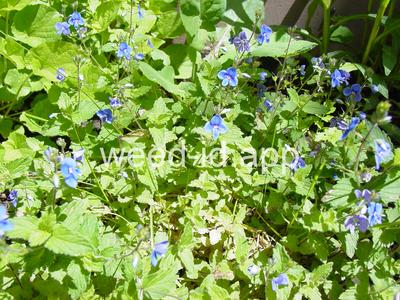 speedwell, germander
