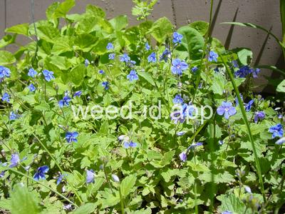 speedwell, germander