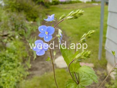 speedwell, germander