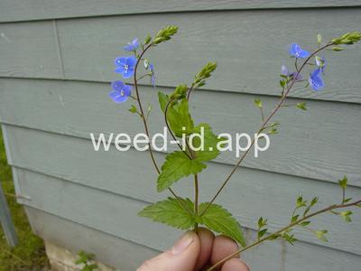 speedwell, germander