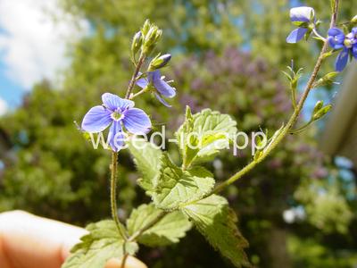 speedwell, germander