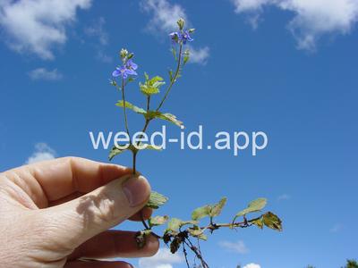 speedwell, germander