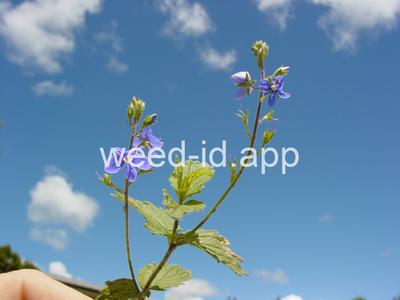 speedwell, germander