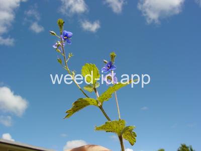 speedwell, germander