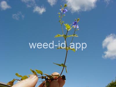 speedwell, germander