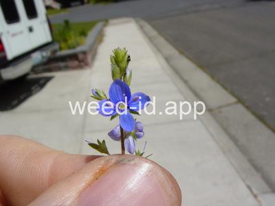 speedwell, germander