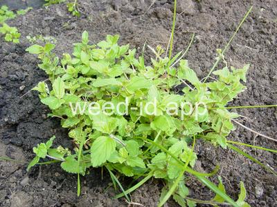 speedwell, germander