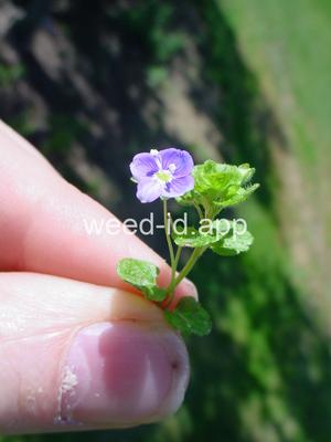 speedwell, slender