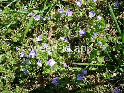 speedwell, slender