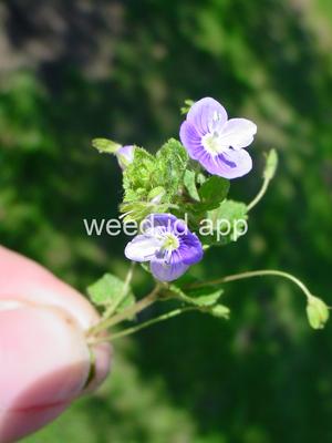 speedwell, slender