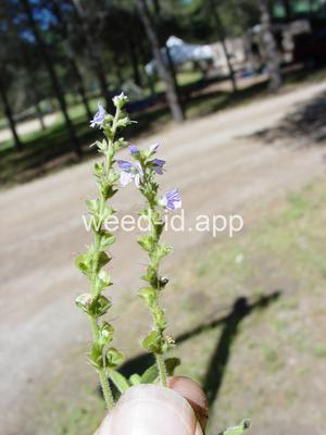 speedwell, common