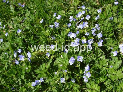 speedwell, Persian