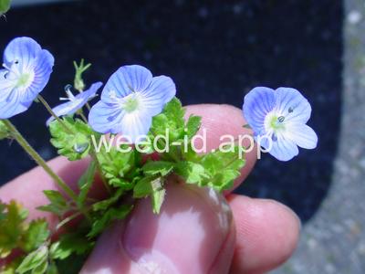 speedwell, Persian