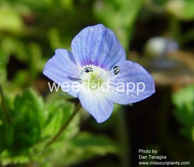 speedwell, Persian