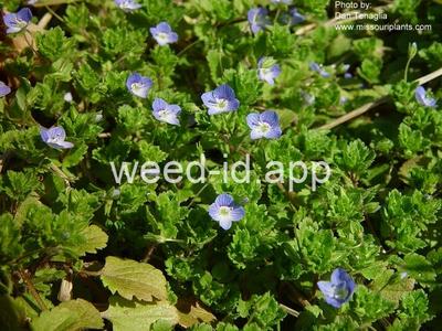 speedwell, Persian