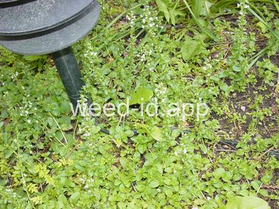 speedwell, thymeleaf