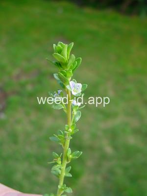 speedwell, thymeleaf
