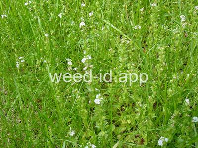 speedwell, thymeleaf