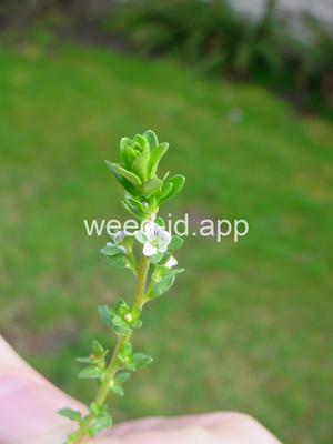 speedwell, thymeleaf