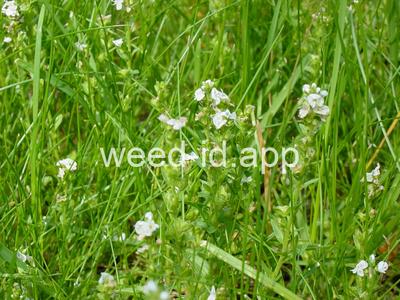 speedwell, thymeleaf