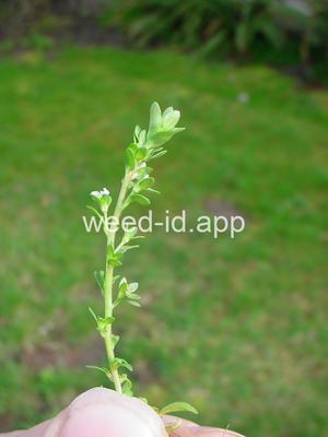 speedwell, thymeleaf