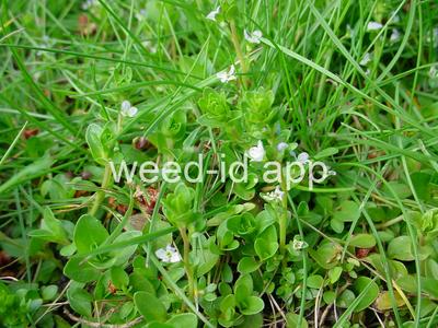 speedwell, thymeleaf