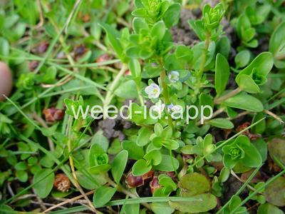 speedwell, thymeleaf