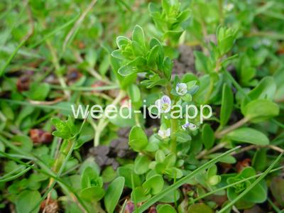 speedwell, thymeleaf