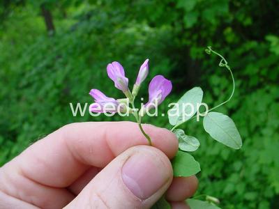 vetch, American
