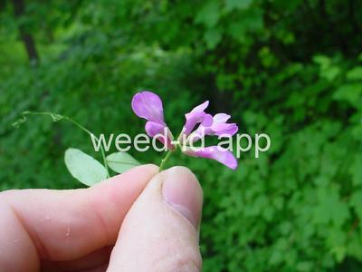vetch, American