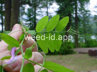 vetch, American