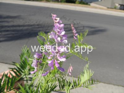 vetch, bird
