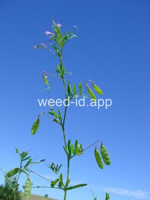 vetch, four seeded