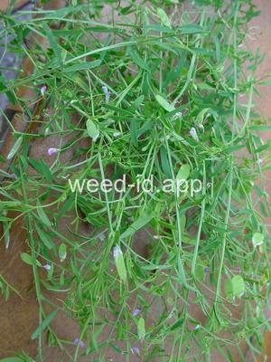 vetch, four seeded