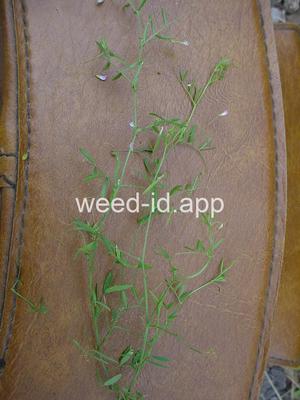 vetch, four seeded