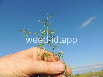 vetch, four seeded