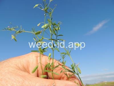 vetch, four seeded