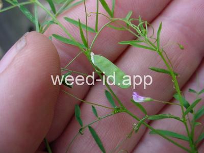 vetch, four seeded