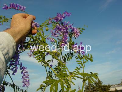 vetch, hairy