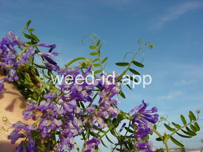 vetch, hairy